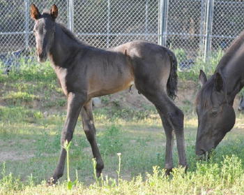 Poco Foal